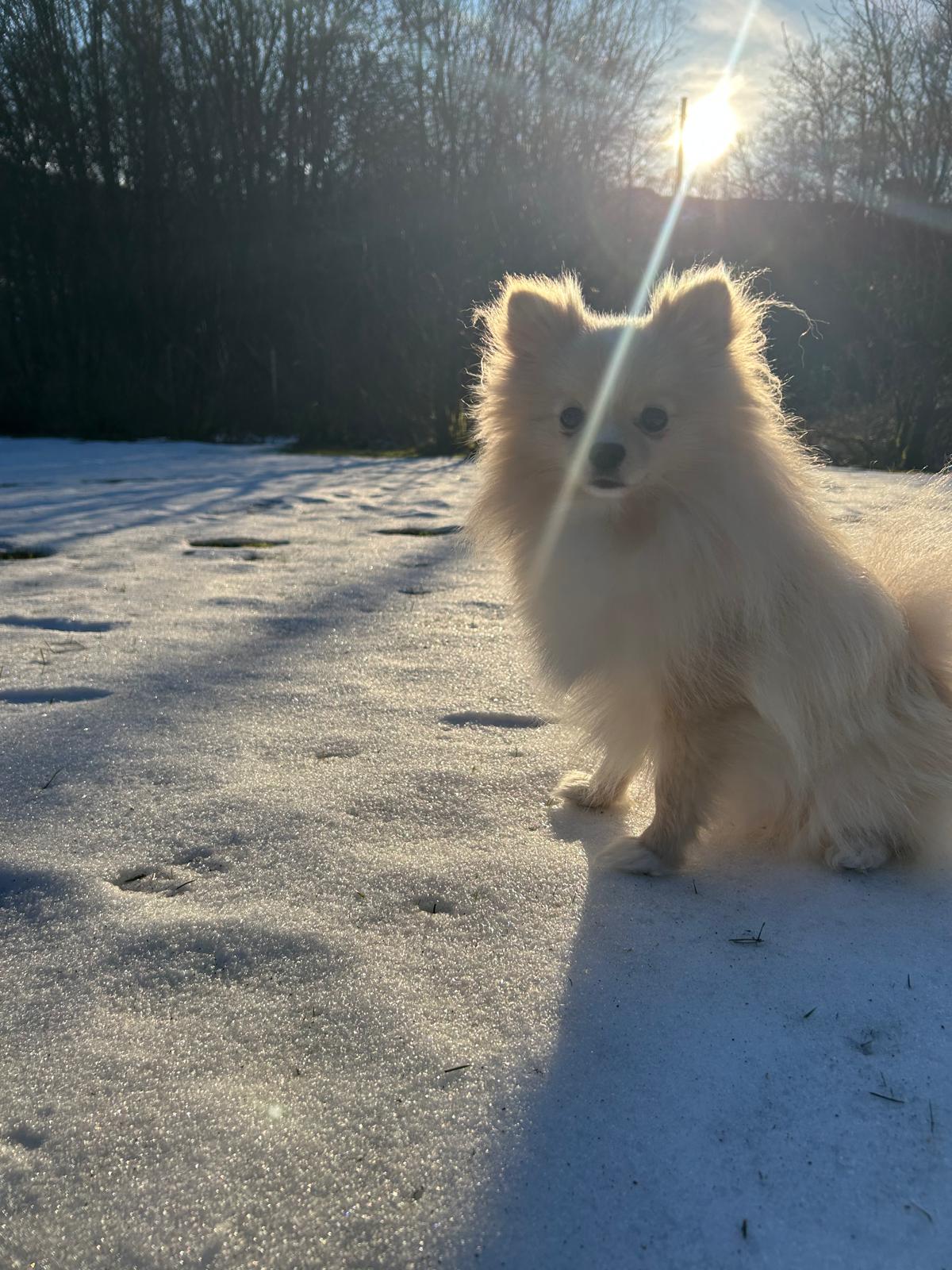 Pomeranian