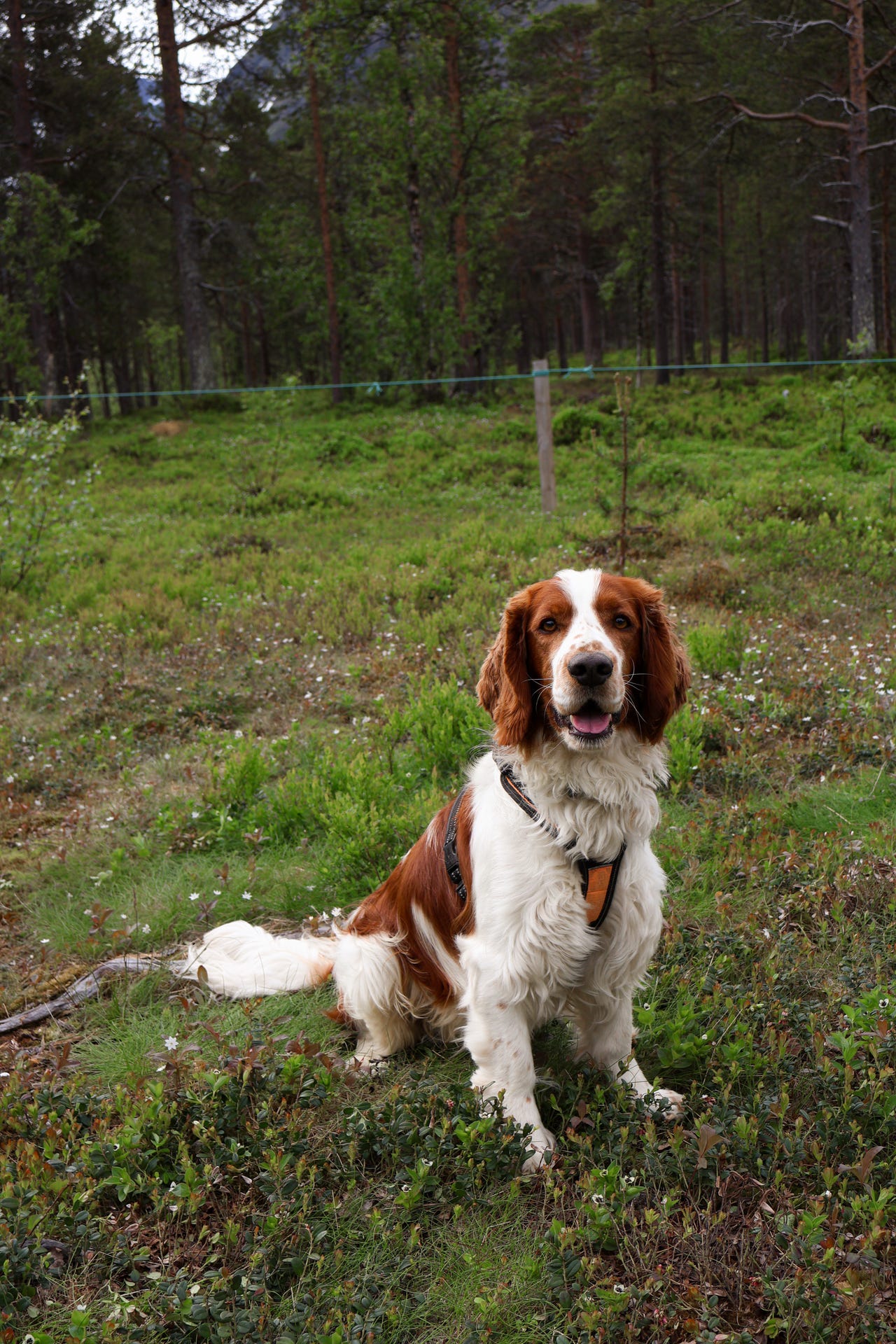 Welsh springer spaniel