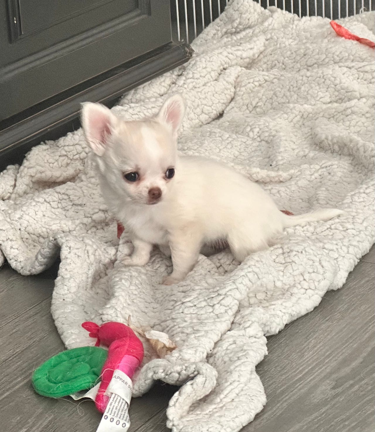 Chihuahua langhåret