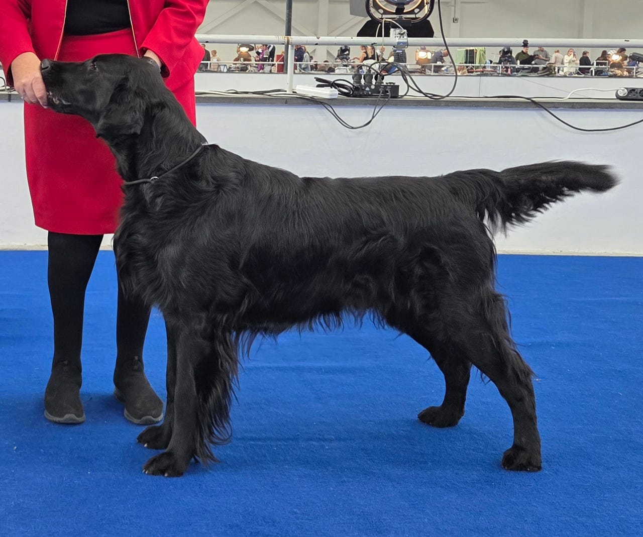 Flat coated retriever