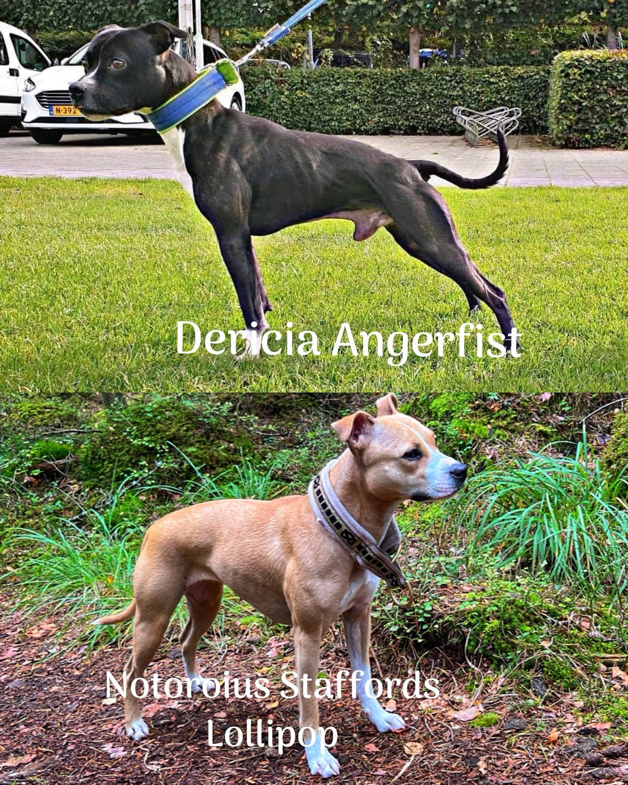 Staffordshire bull terrier