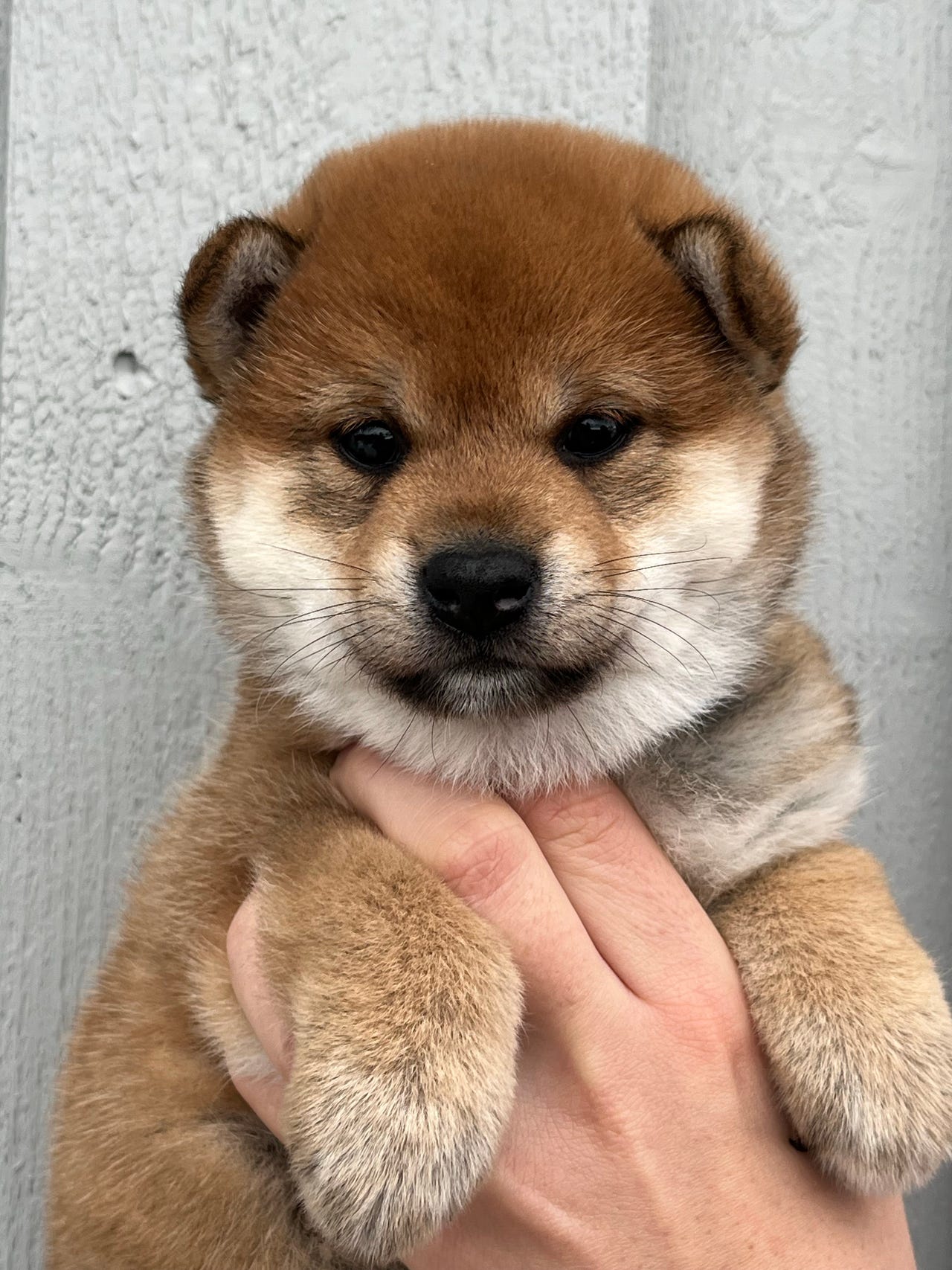 Shiba