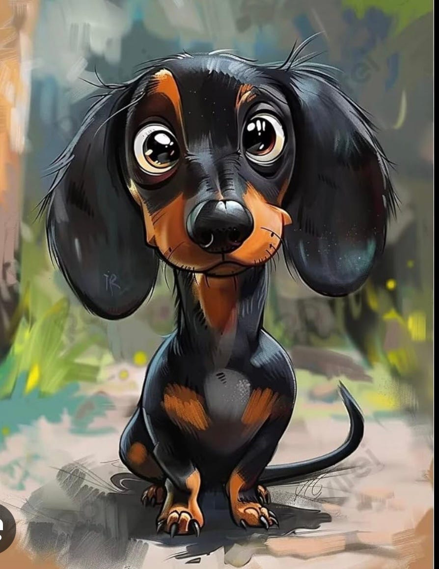 Dvergdachshund korthåret