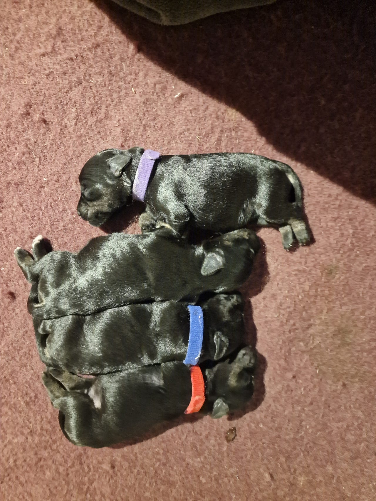 Dvergschnauzer sort/silver