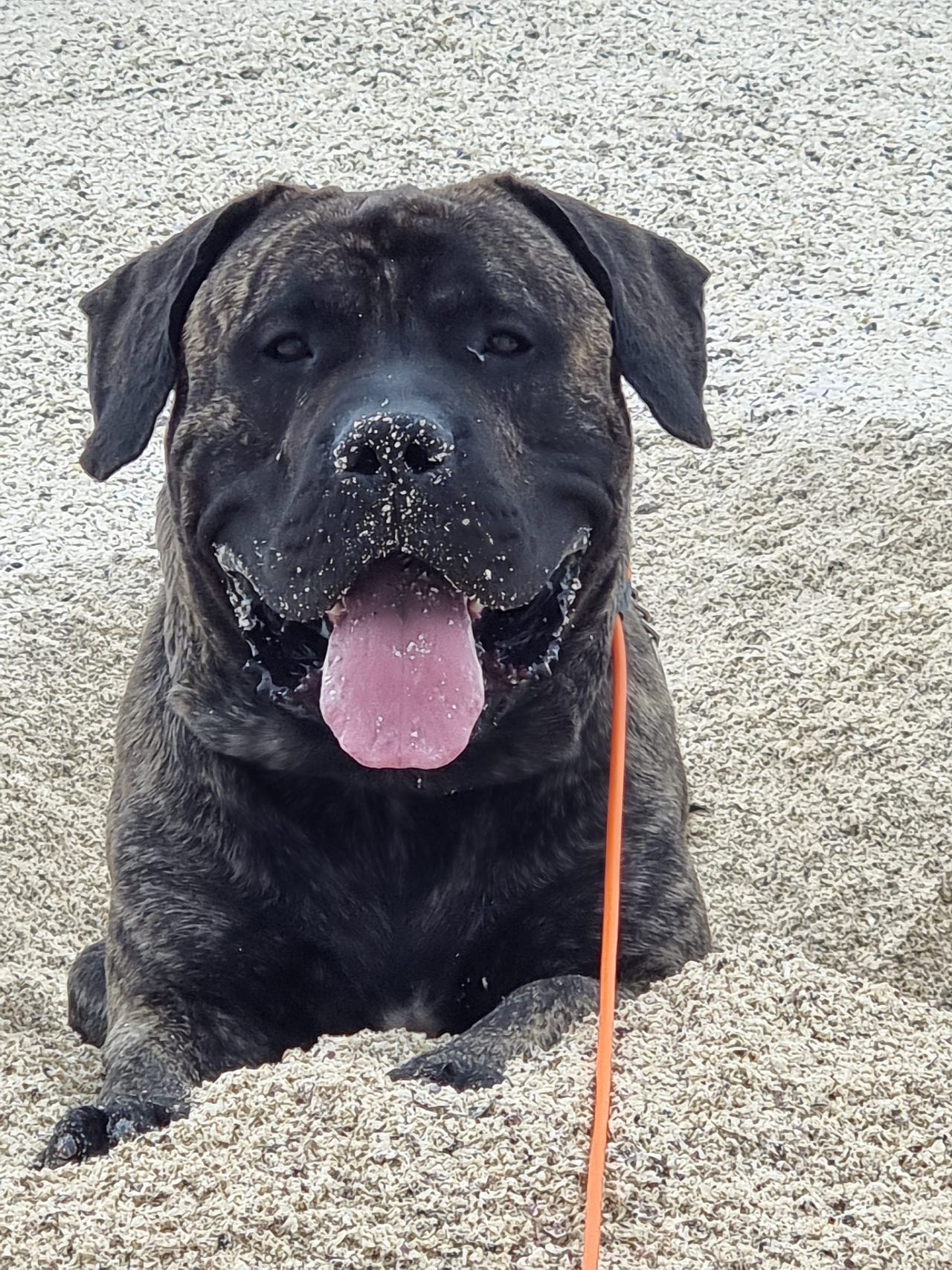 Presa canario