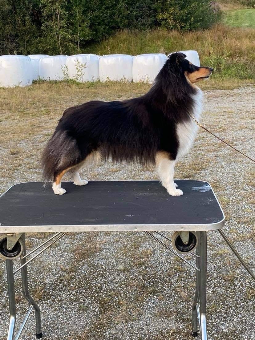 Shetland sheepdog