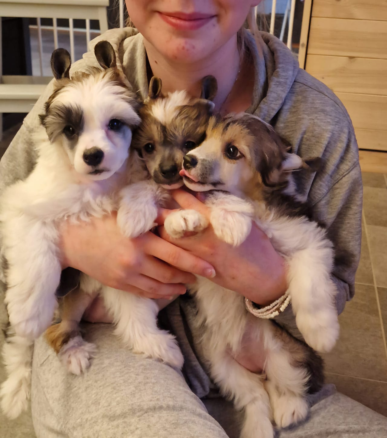 Chinese crested powderpuff