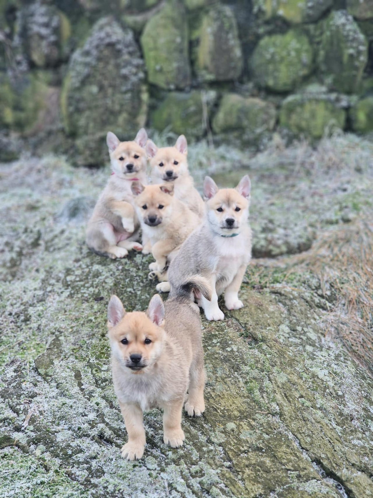 Norsk buhund
