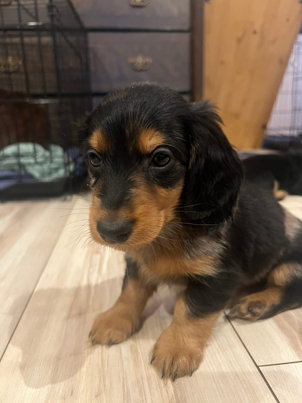 Dachshund langhåret