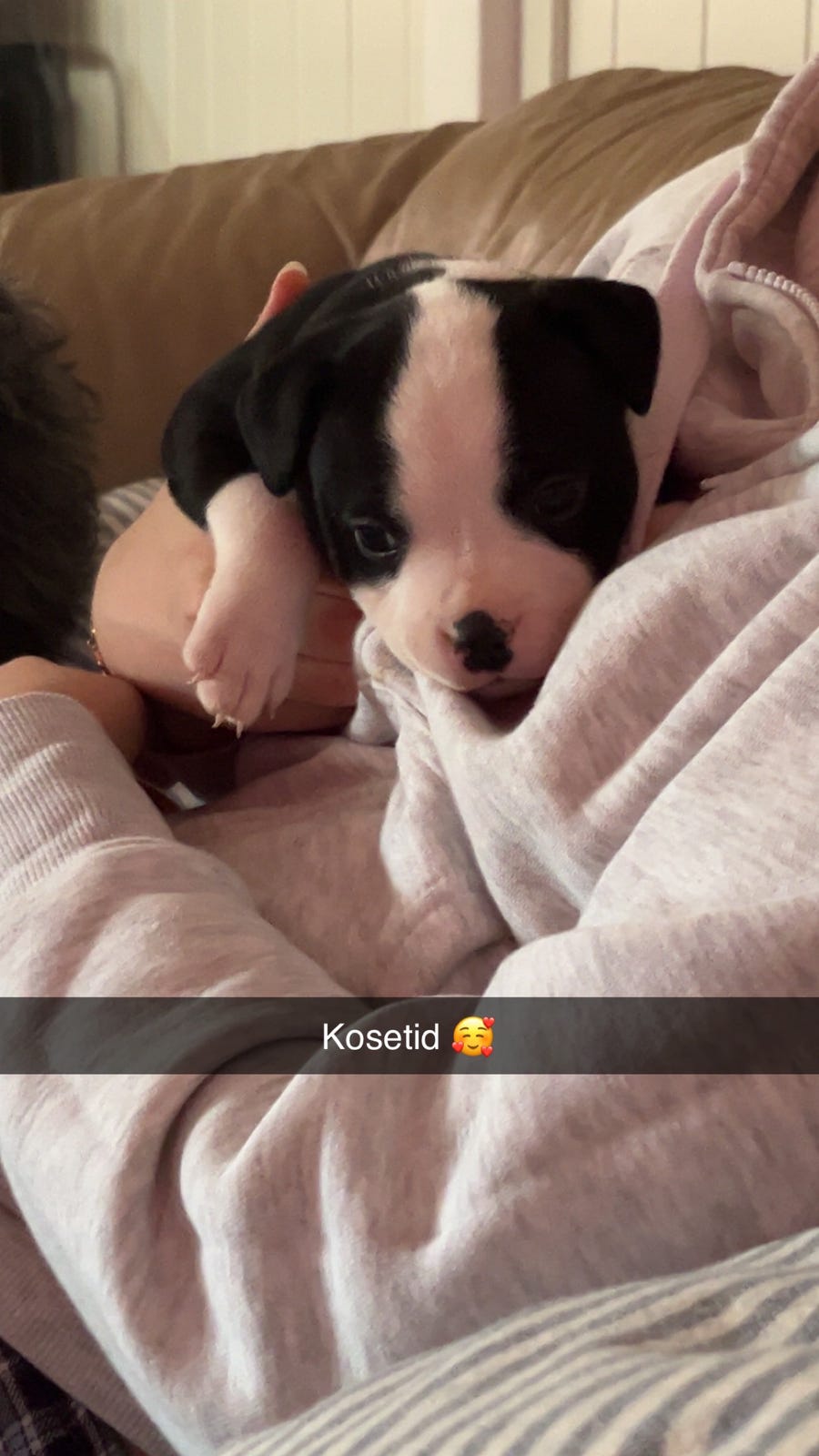 Staffordshire bull terrier