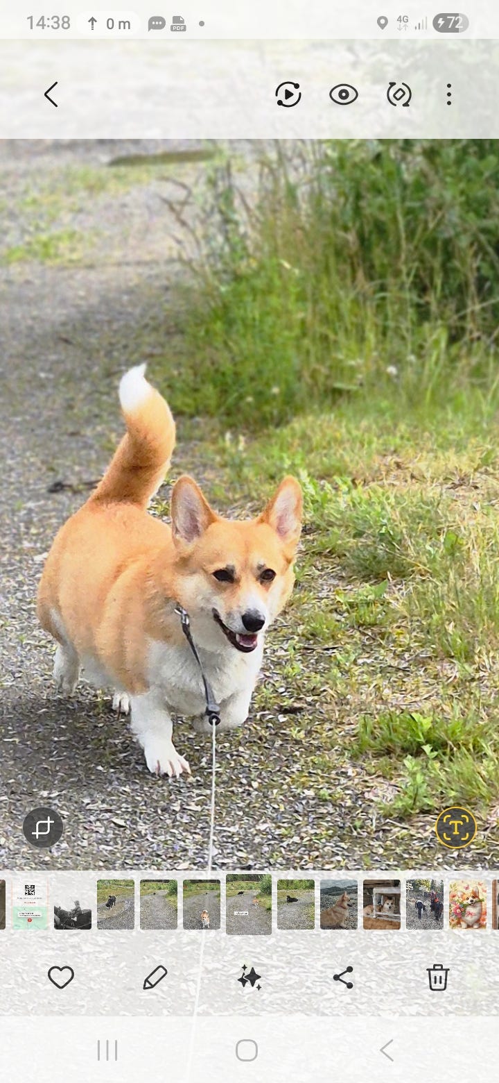 Welsh corgi pembroke