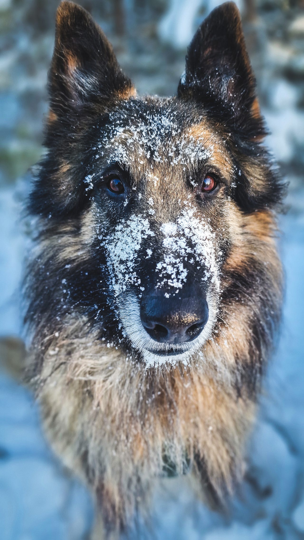 Belgisk fårehund, tervueren