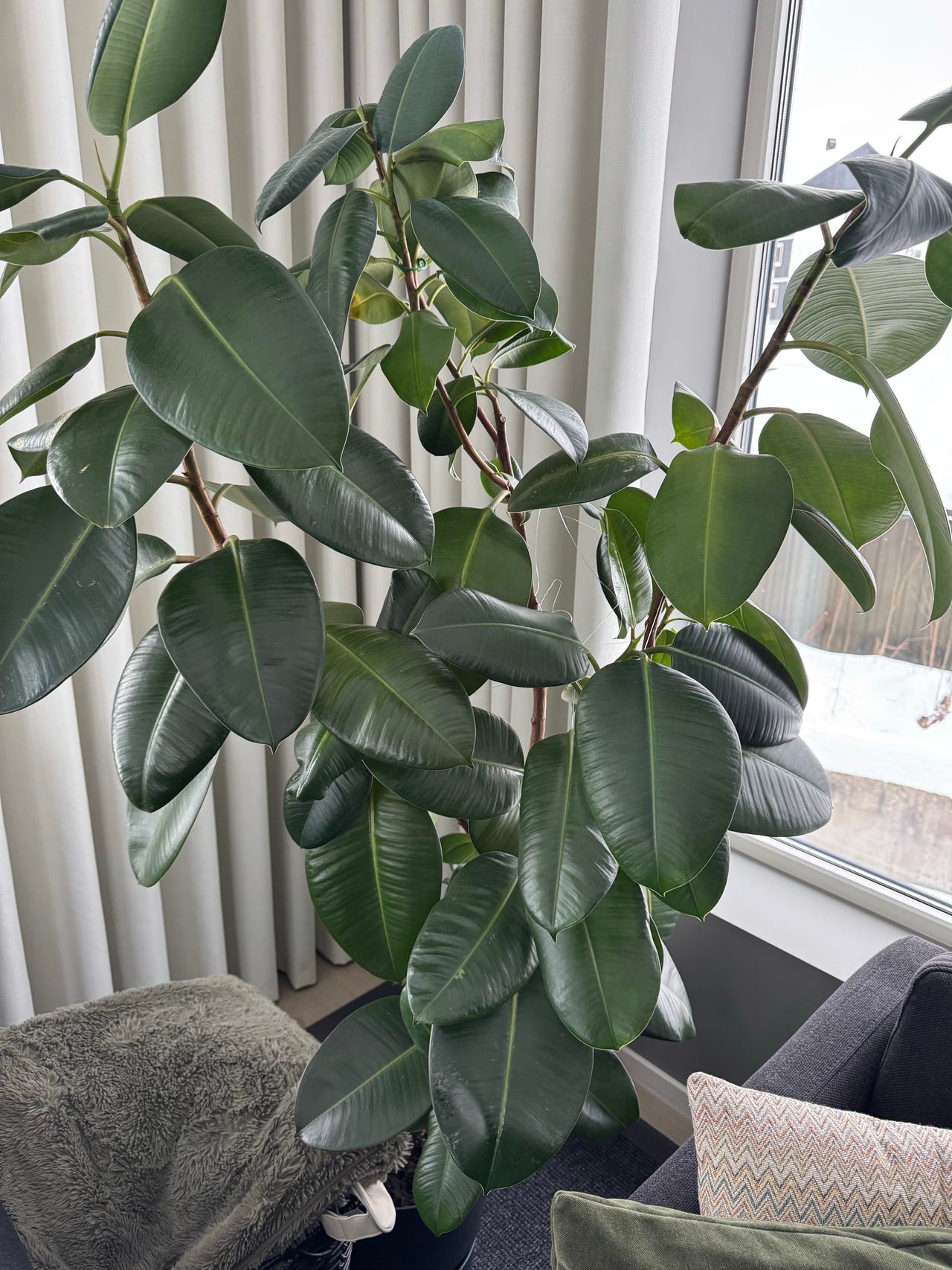 Fiken plante | FINN-torget