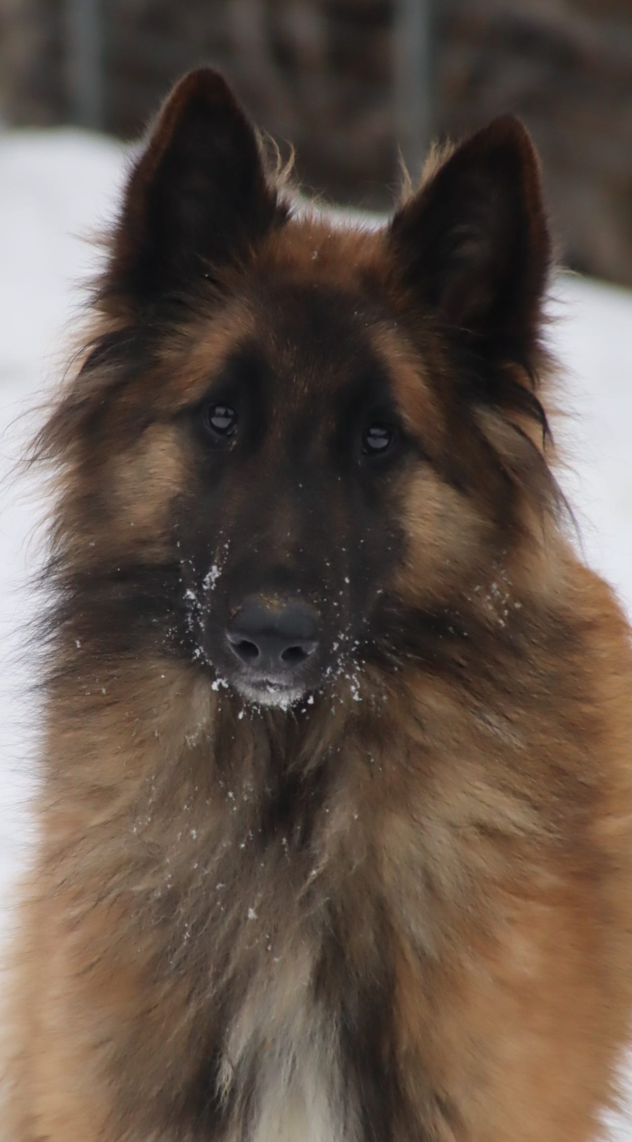 Belgisk fårehund, tervueren