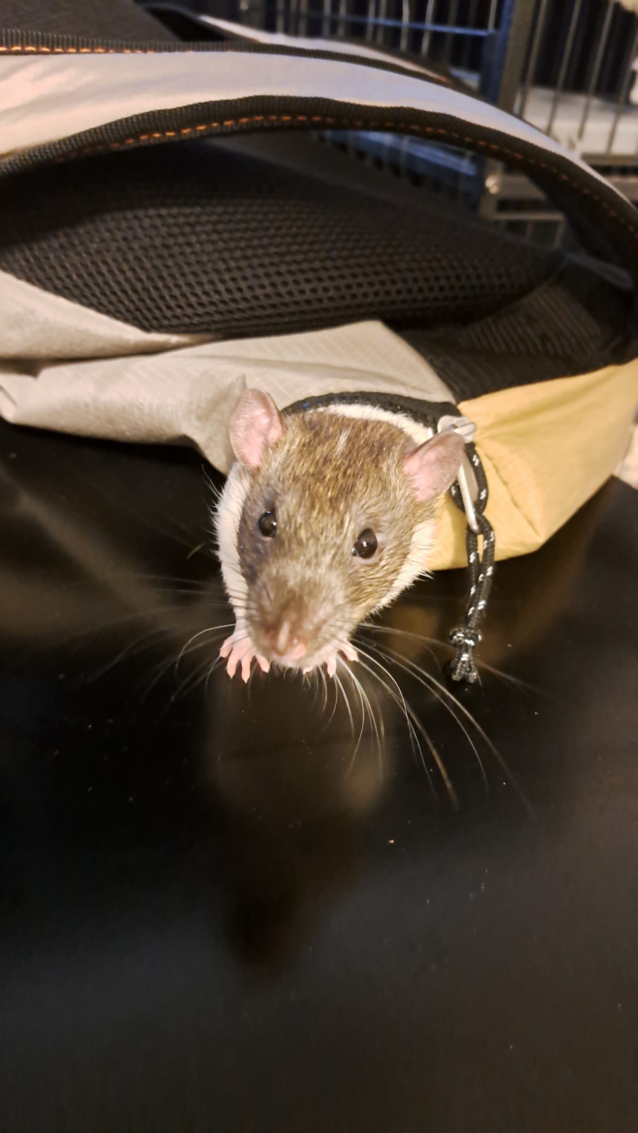 To rotter letter etter nytt hjem | FINN-torget