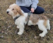 Petit basset griffon vendeen