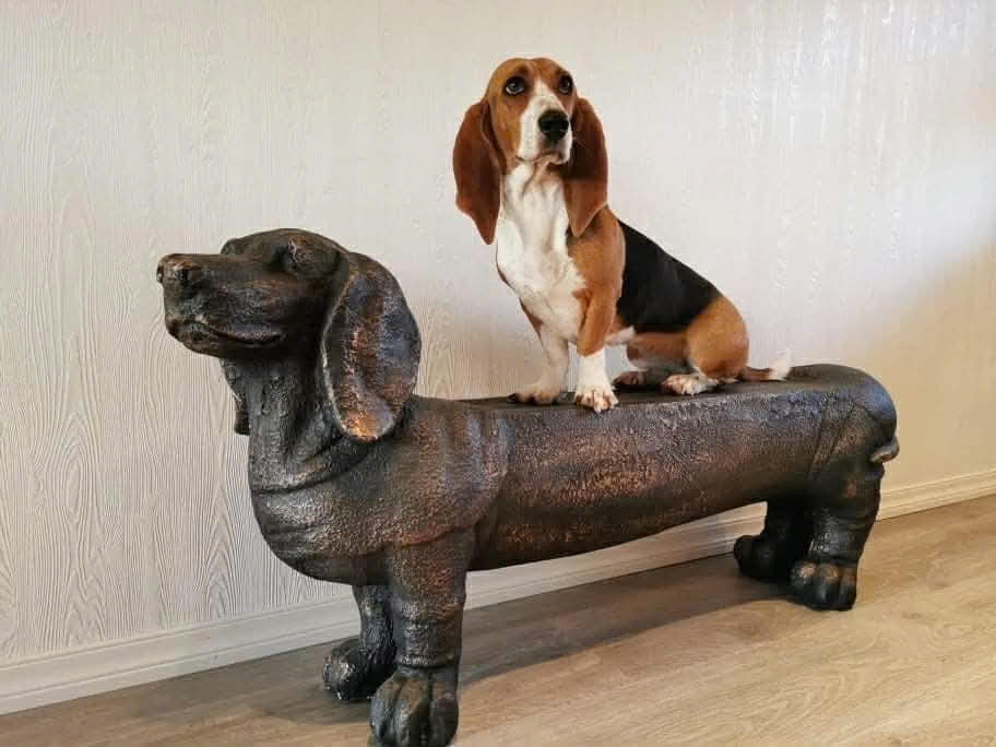 Basset artesien normand