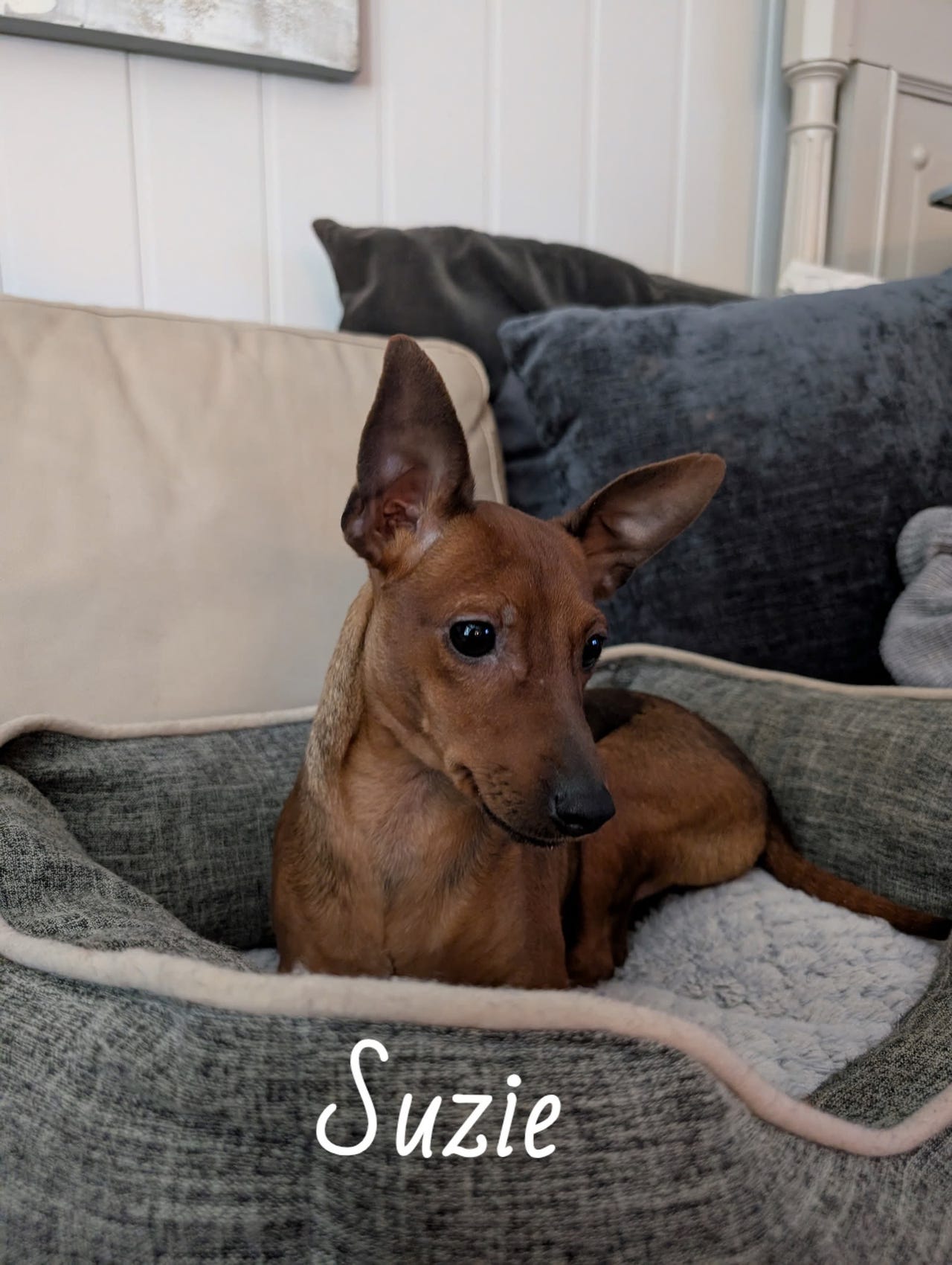 Dvergpinscher