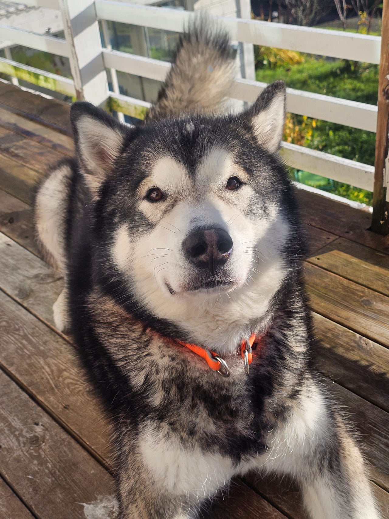 Alaskan malamute