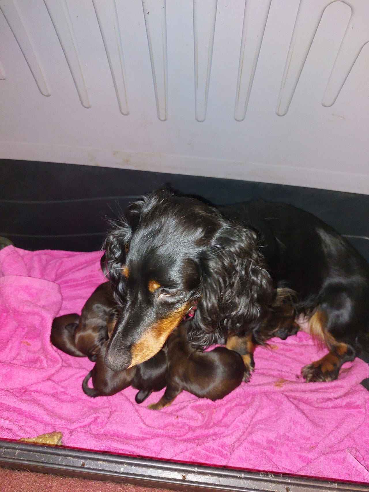 Dachshund langhåret