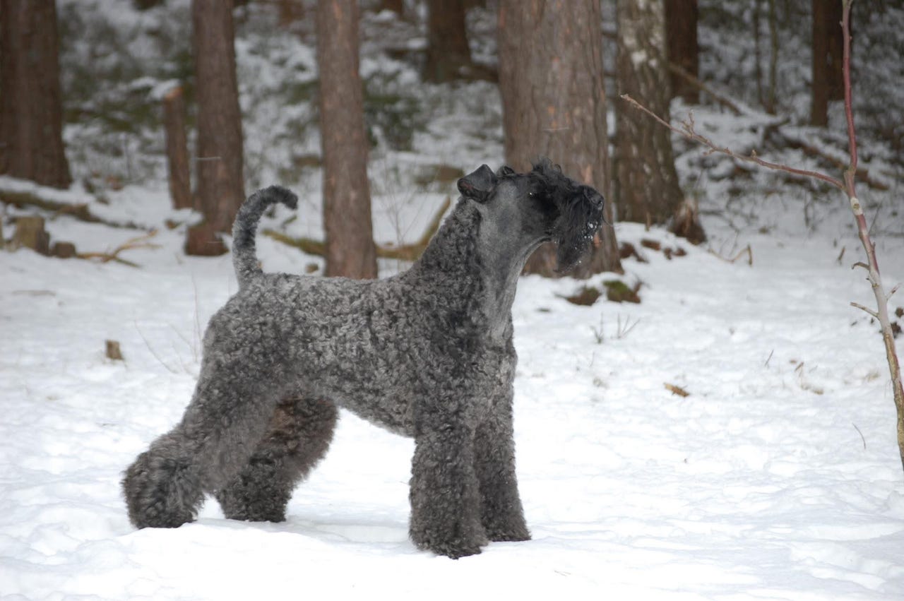 Kerry blue terrier