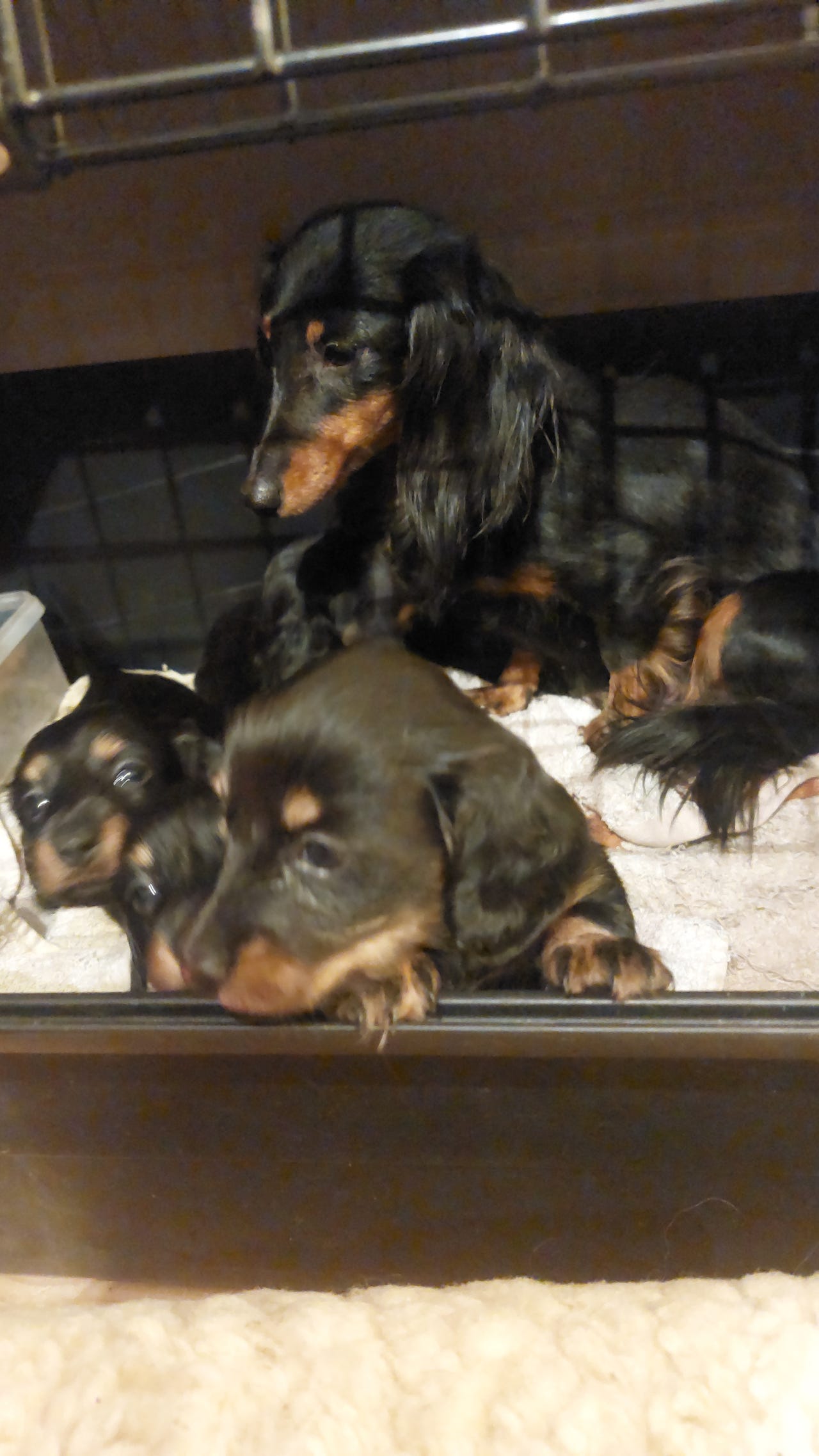 Dvergdachshund korthåret