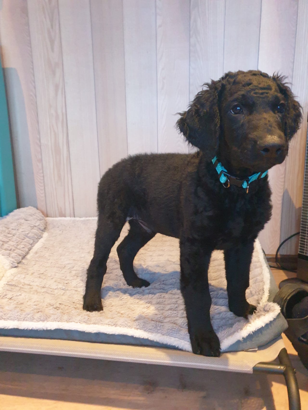 Curly coated retriever