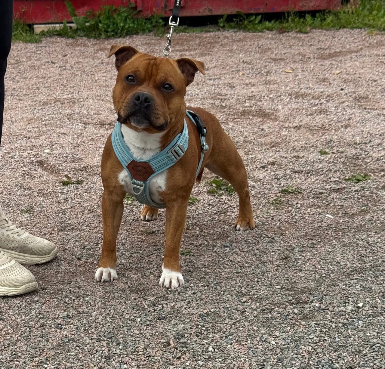 Staffordshire bull terrier