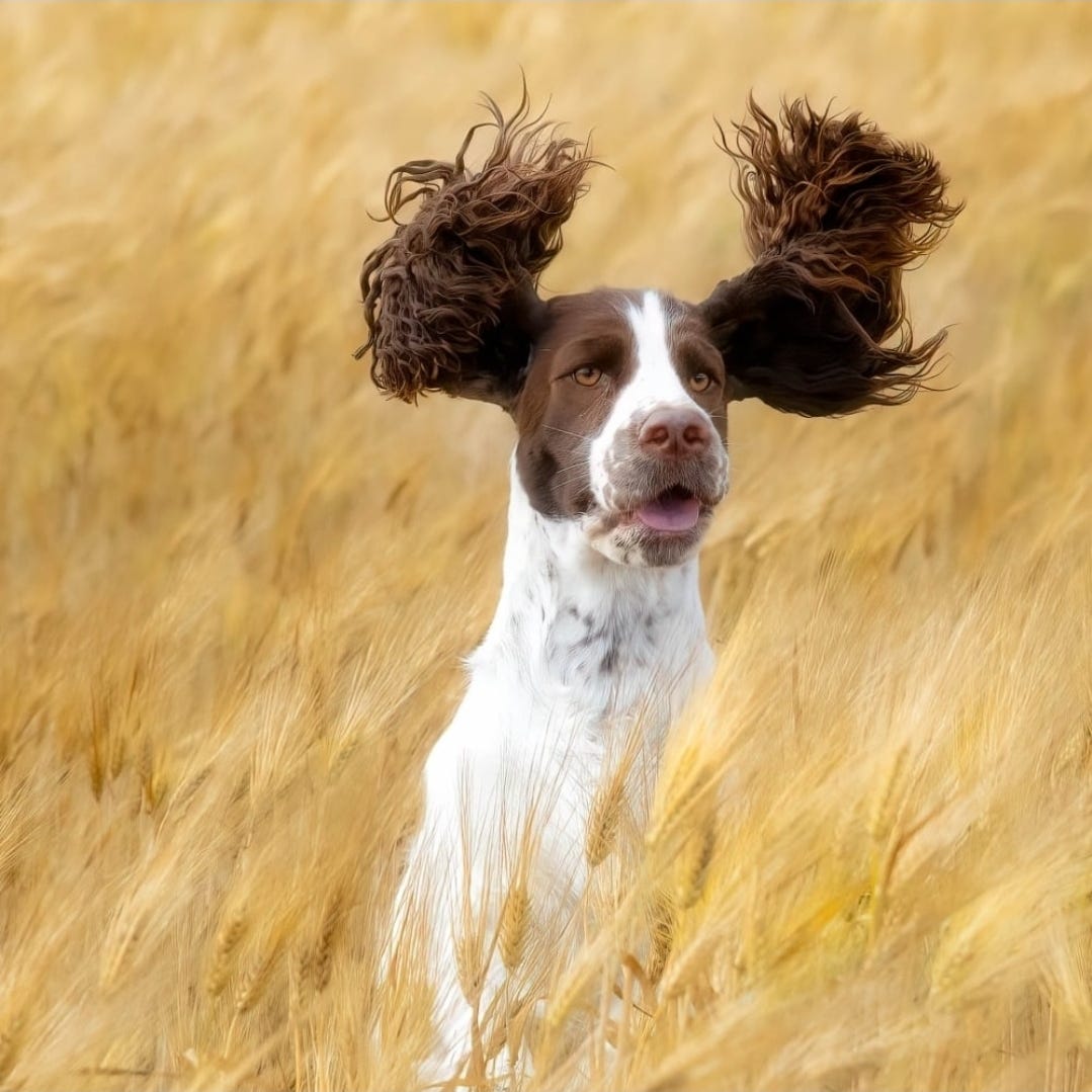 Engelsk springer spaniel