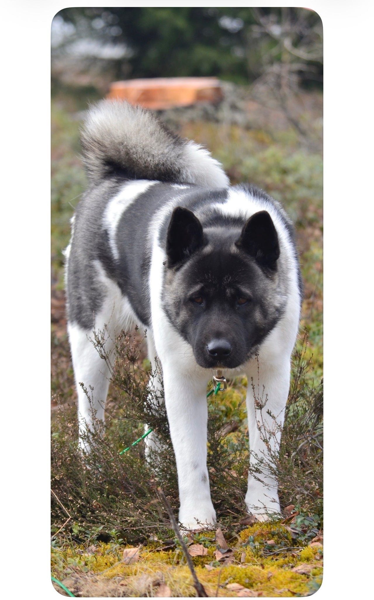 American akita