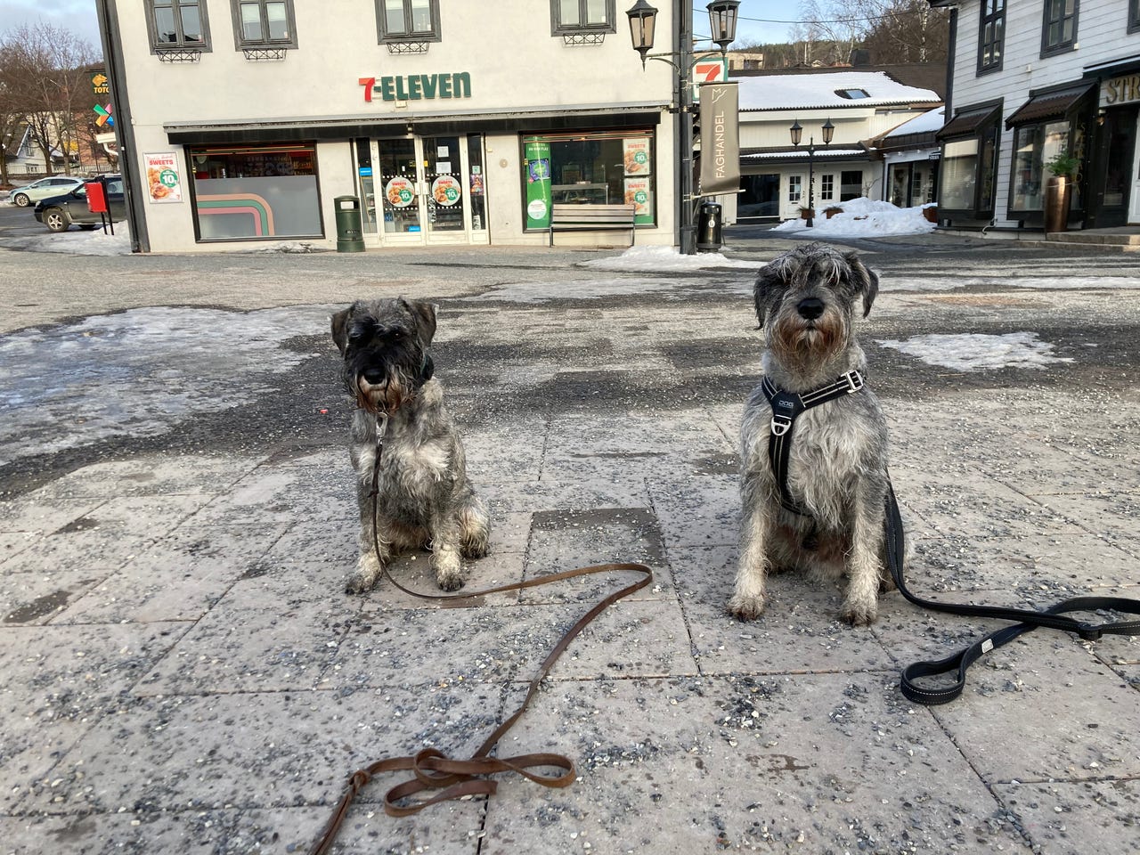 Schnauzer salt/pepper