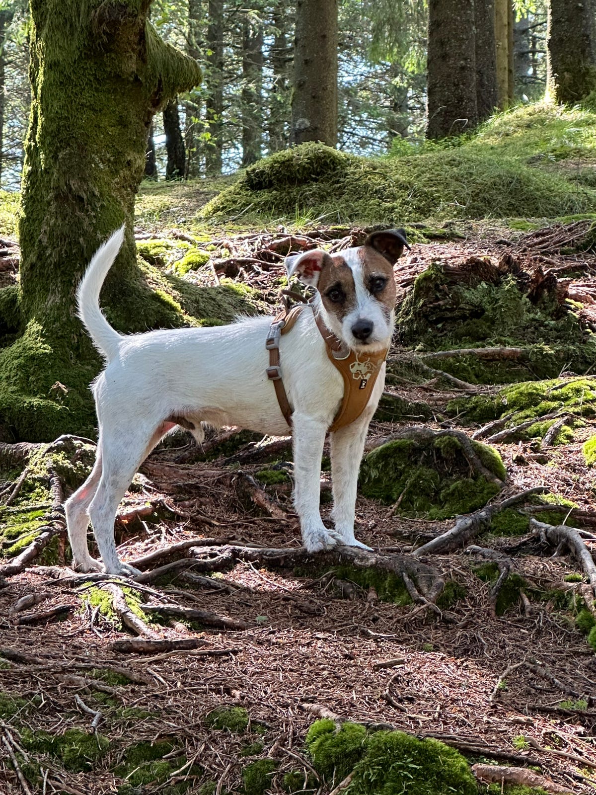 Parson russell terrier