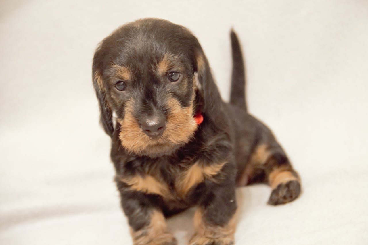 Dachshund strihåret