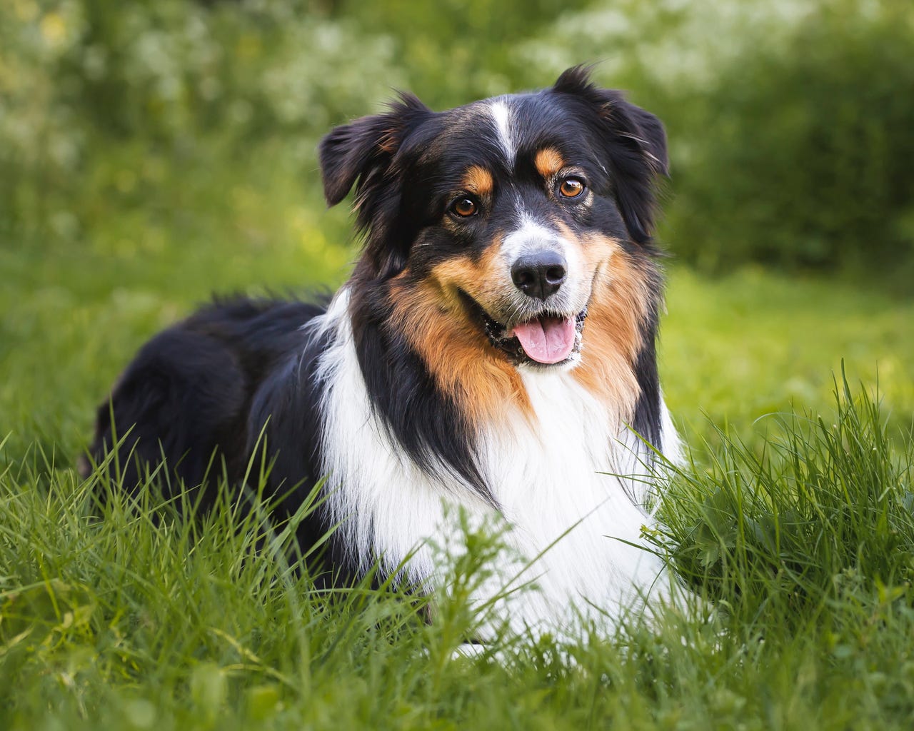 Australian shepherd
