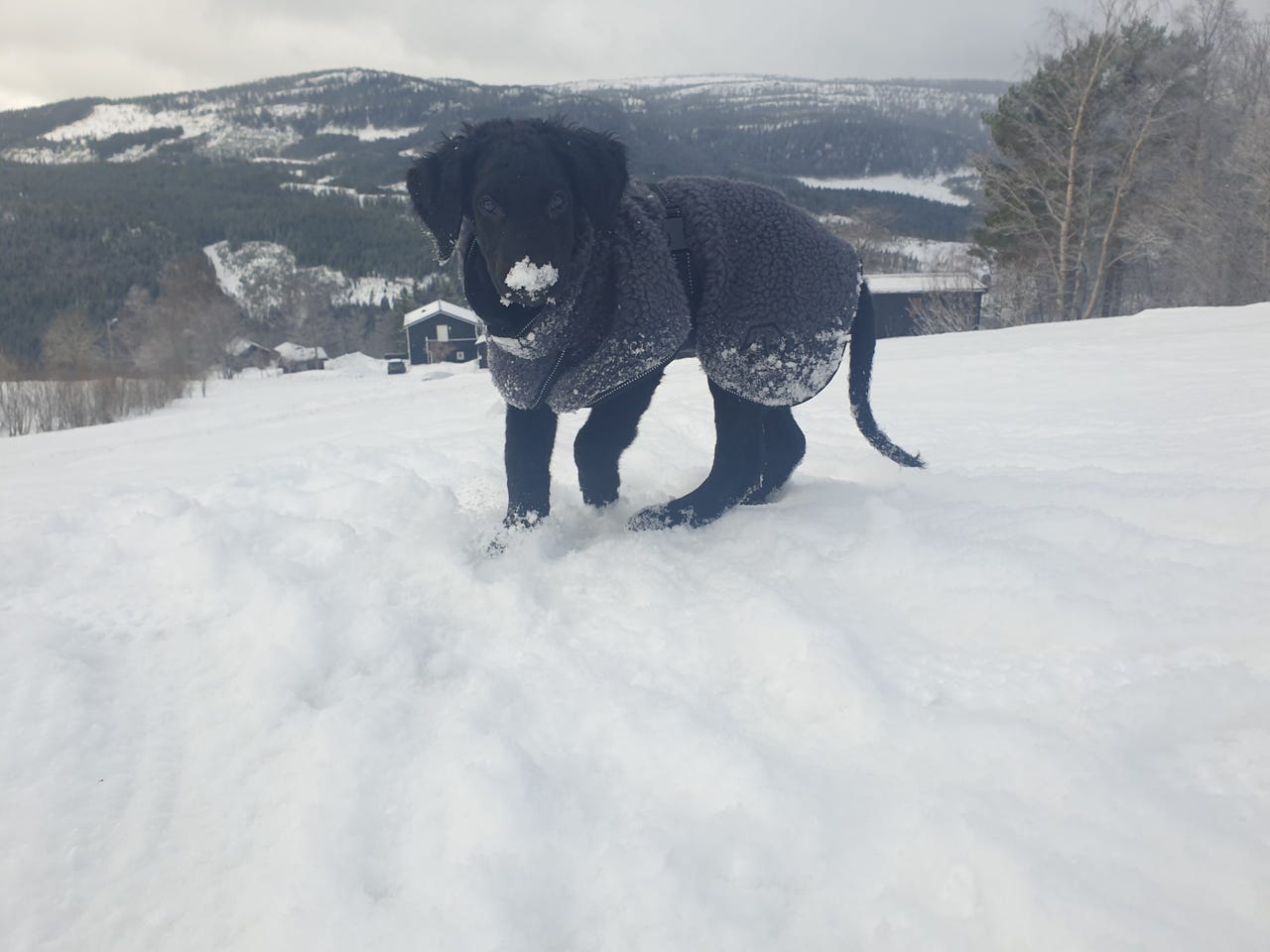 Curly coated retriever