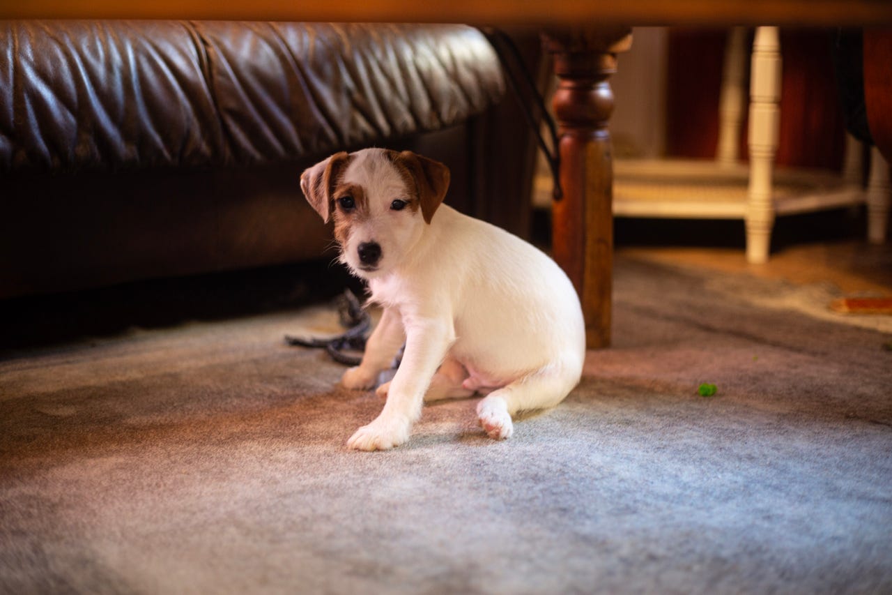 Jack russell terrier