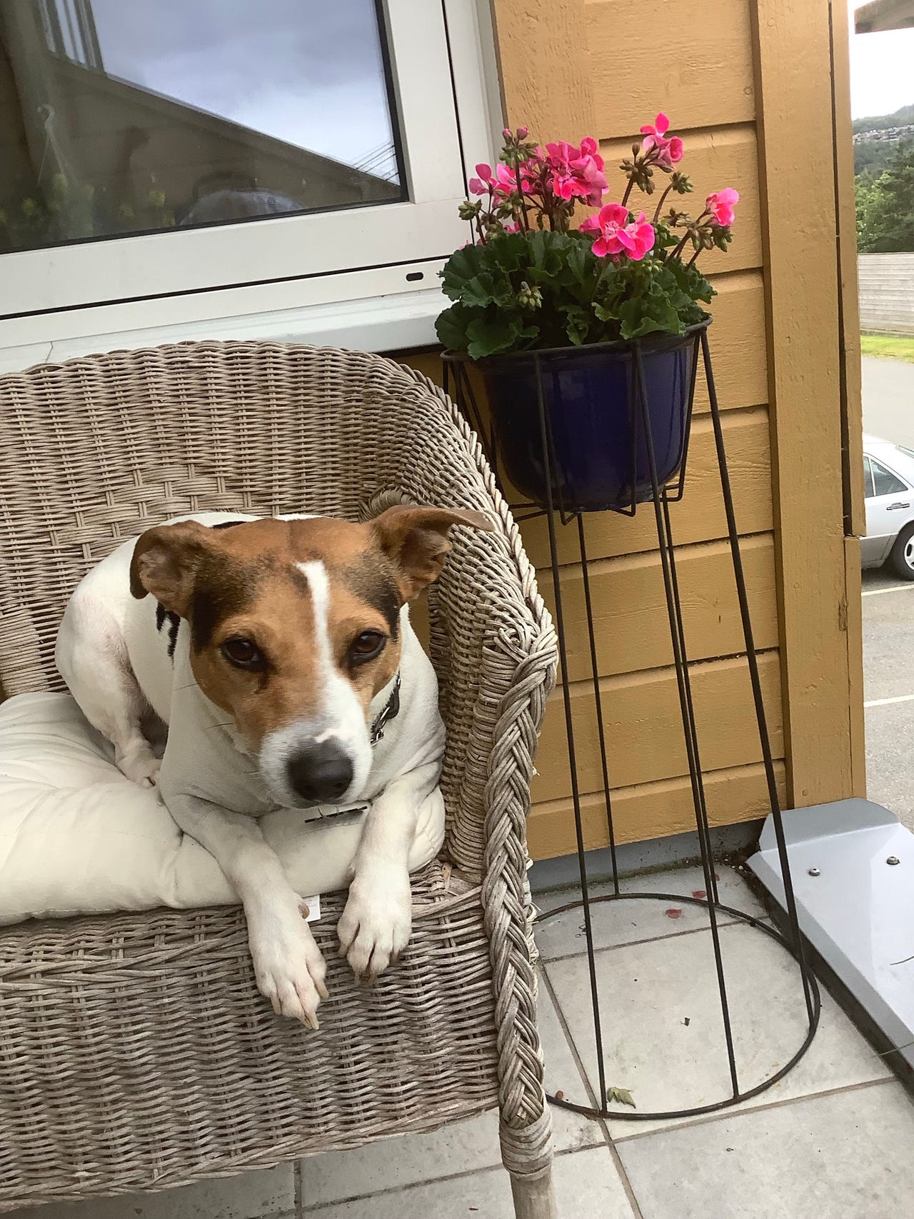 Dansk-svensk gårdshund