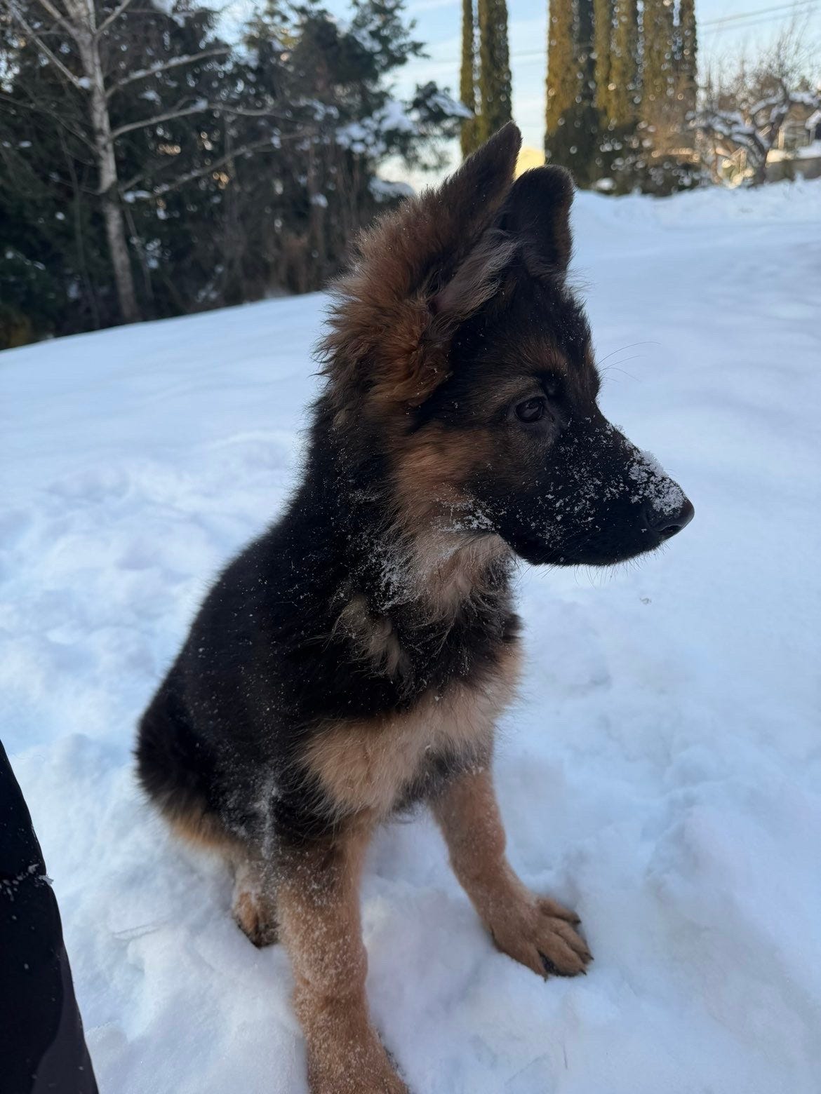 Schäferhund langhår