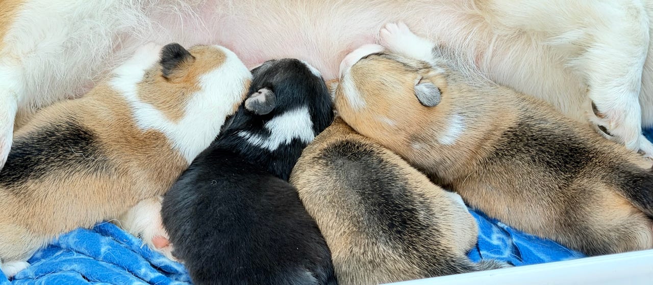 Welsh corgi pembroke