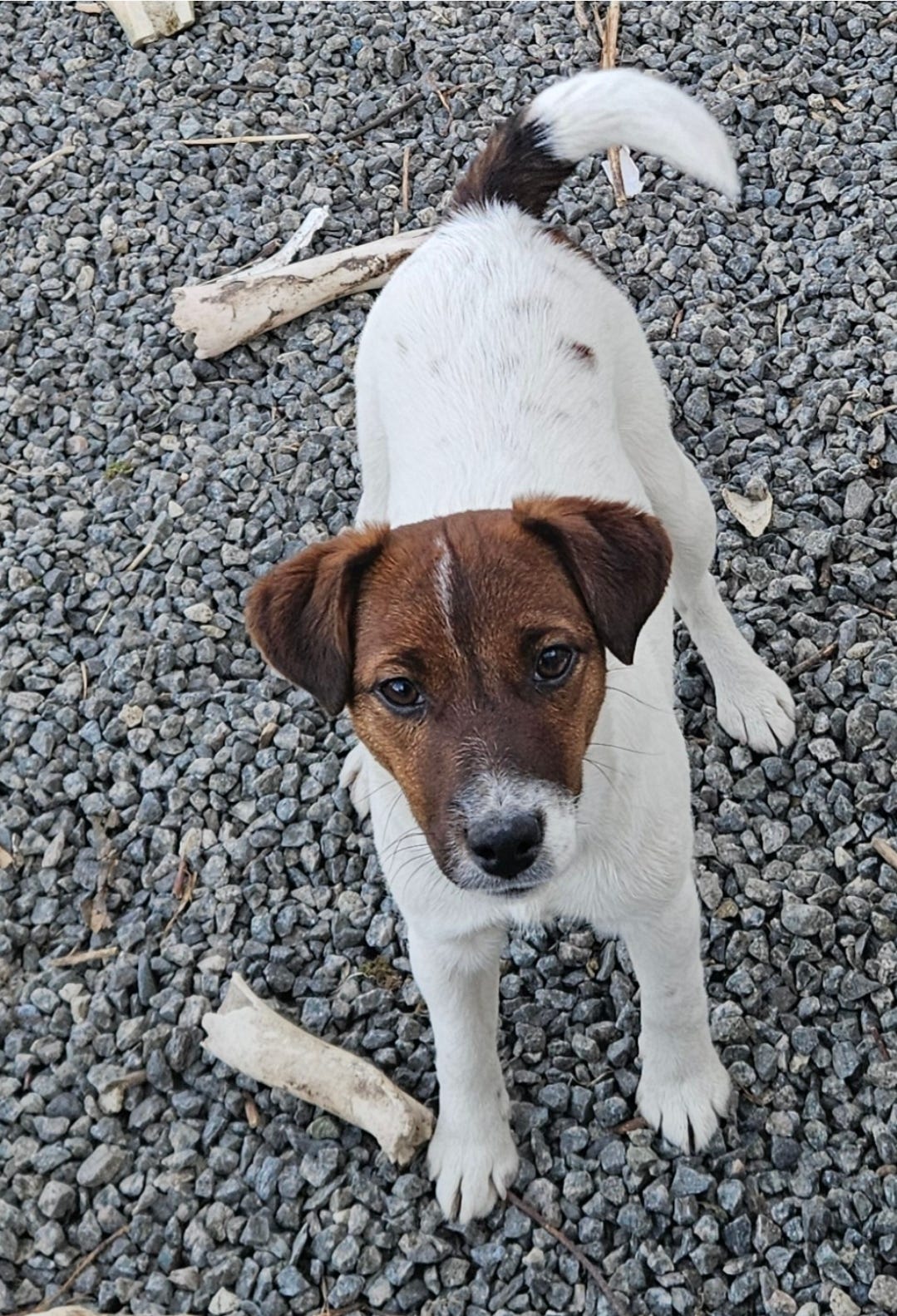 Jack russell terrier