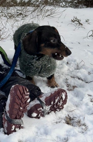 Dvergdachshund korthåret