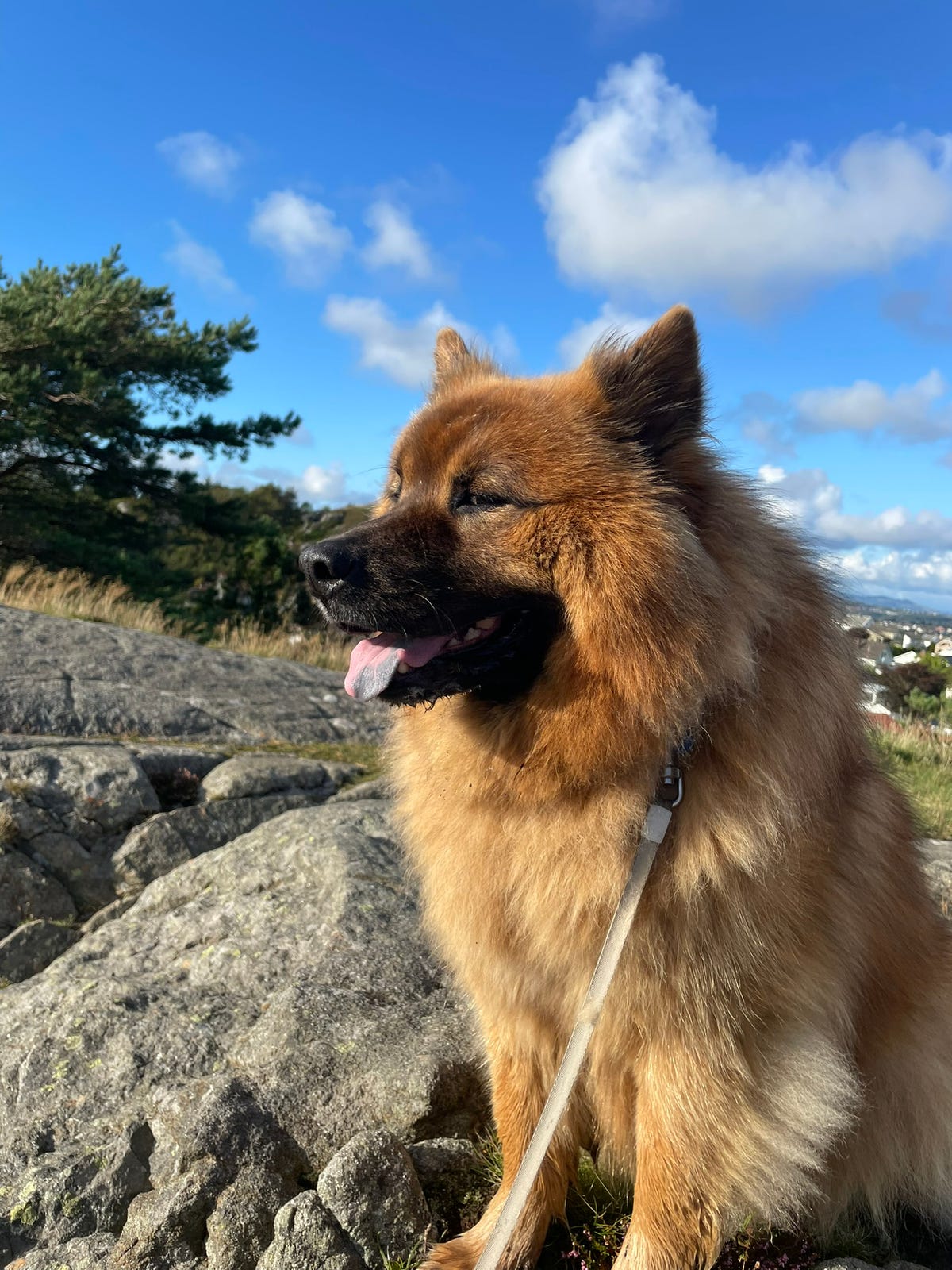 Eurasier