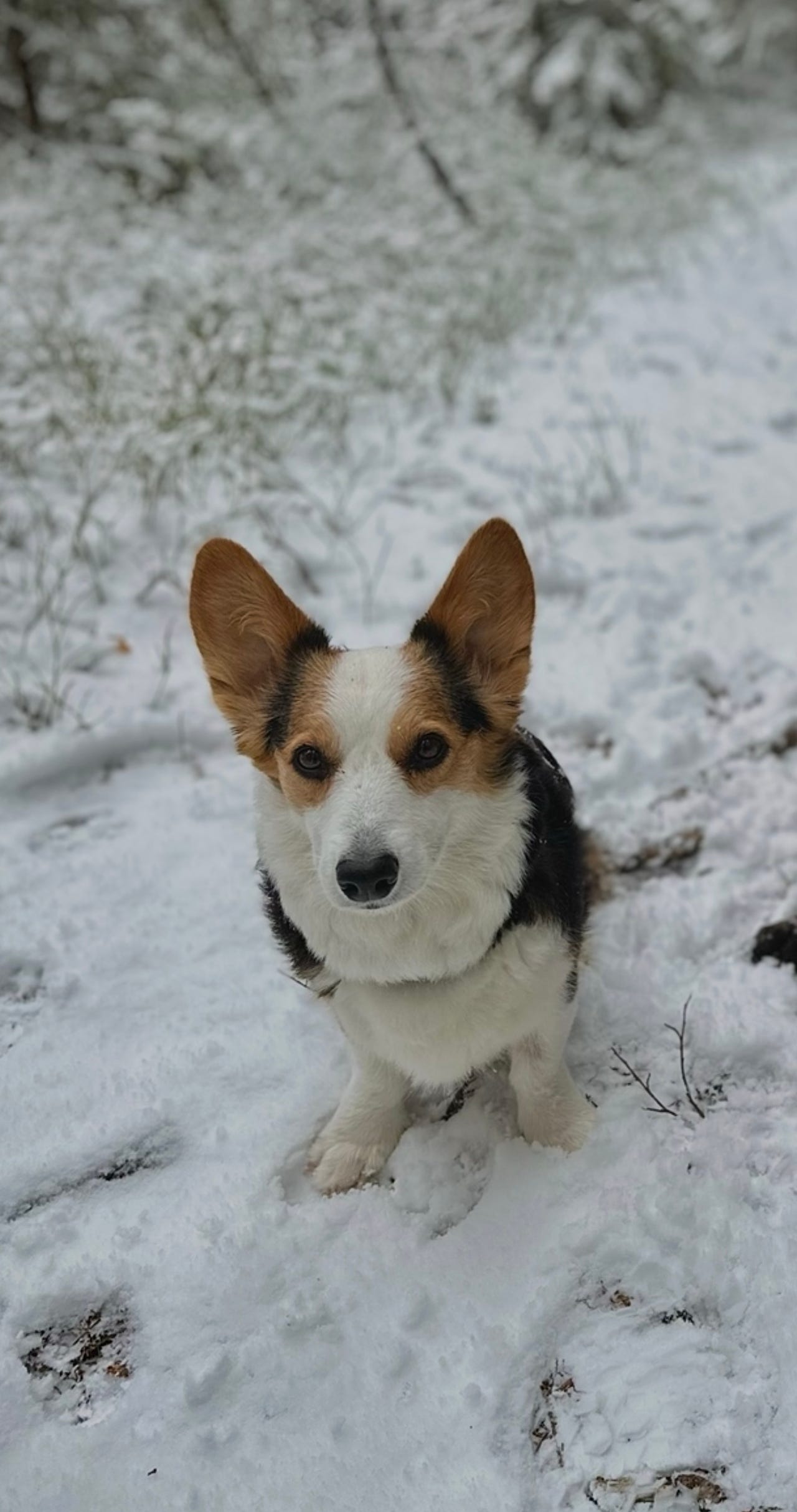 Welsh corgi cardigan