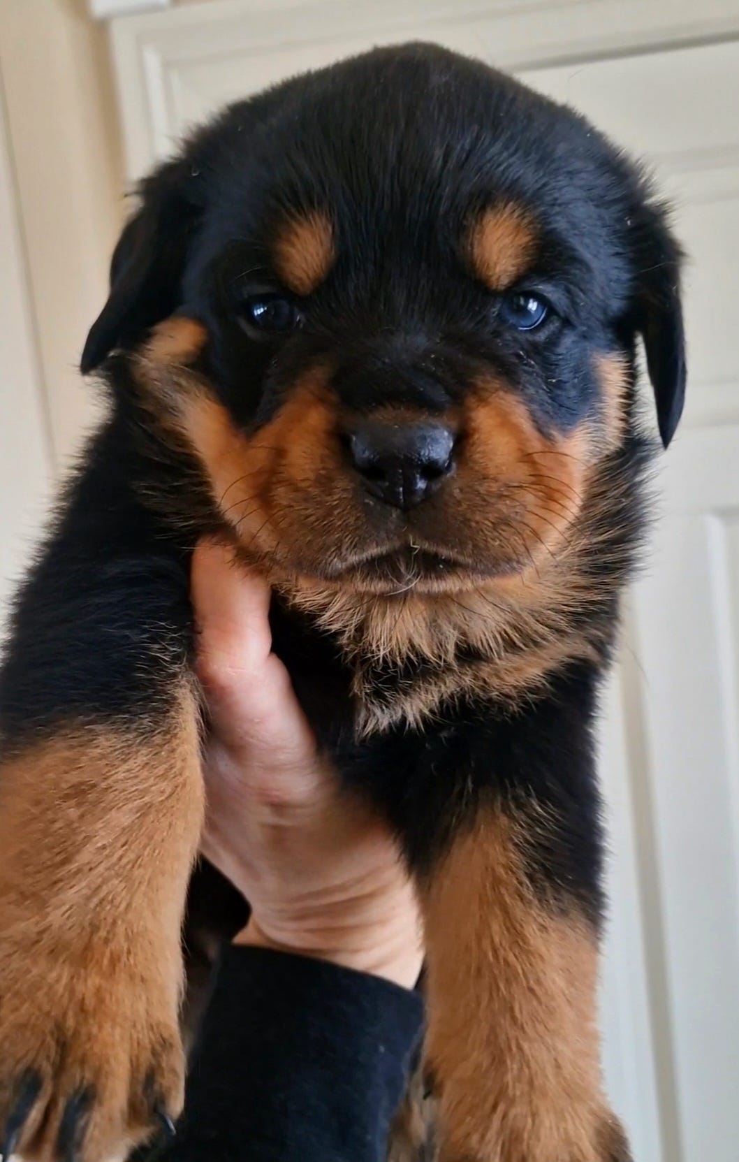 Rottweiler