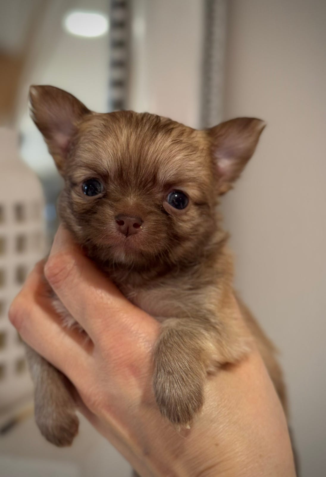 Chihuahua langhåret