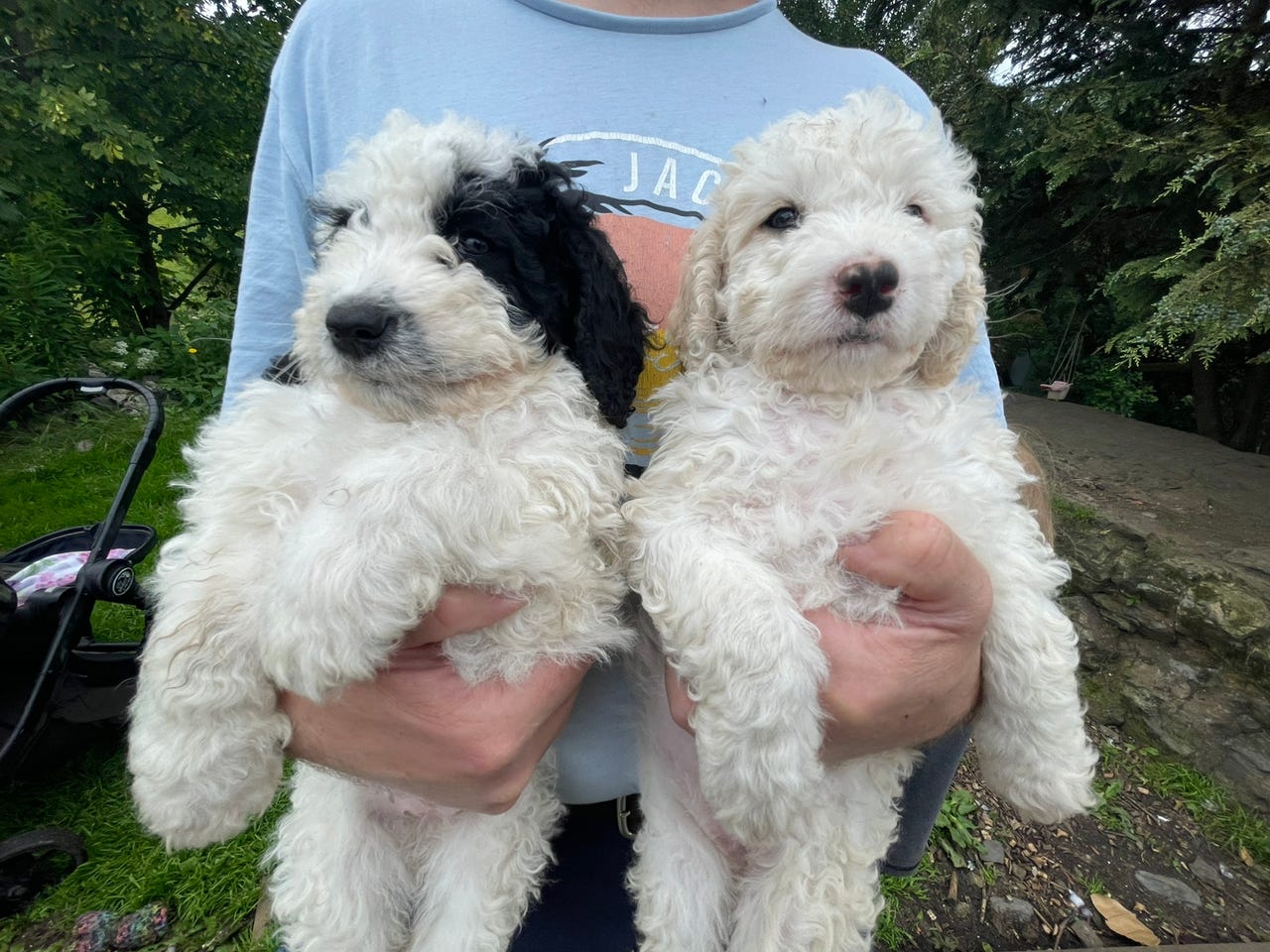 Spansk vannhund