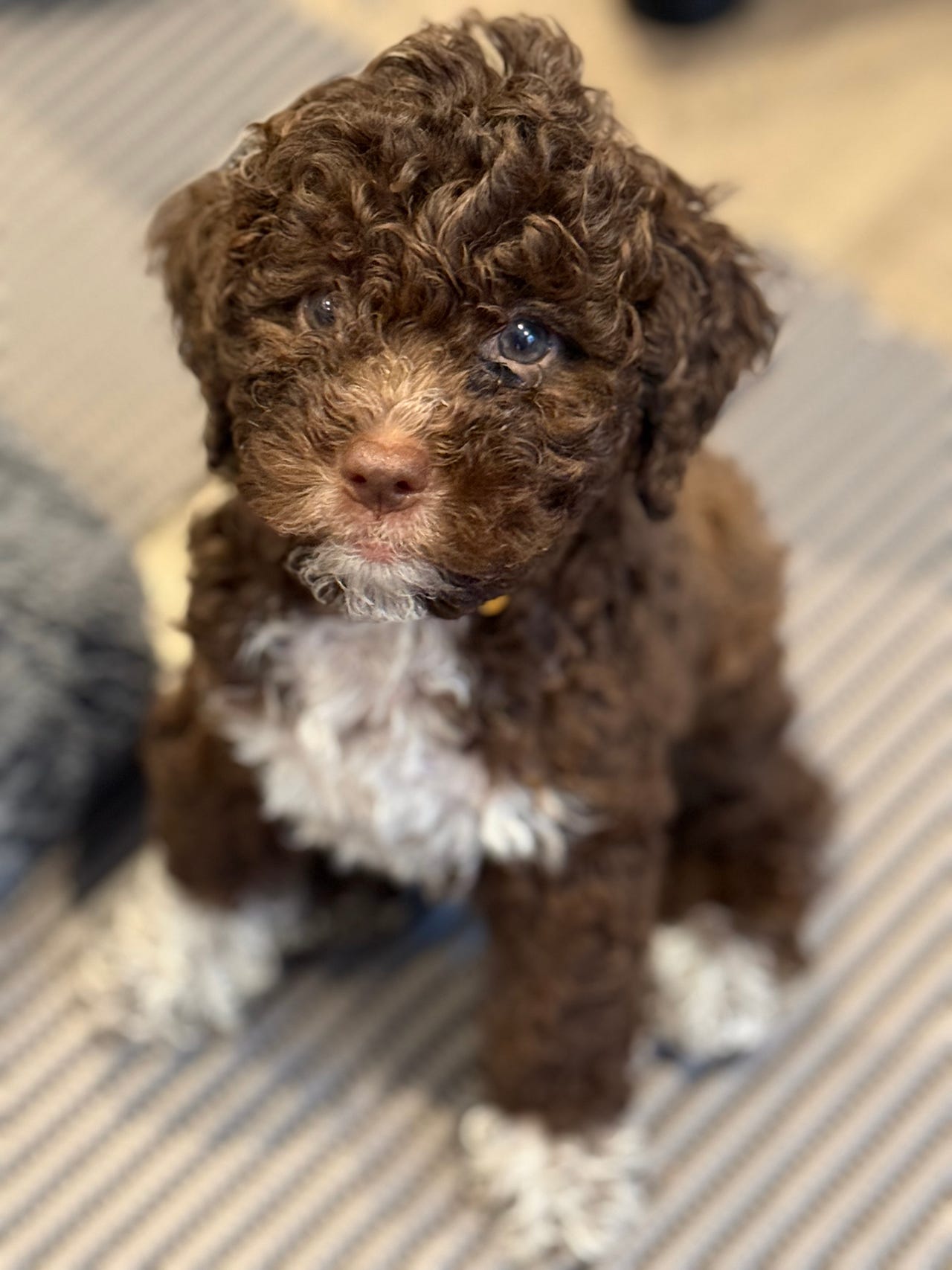 Lagotto romagnolo