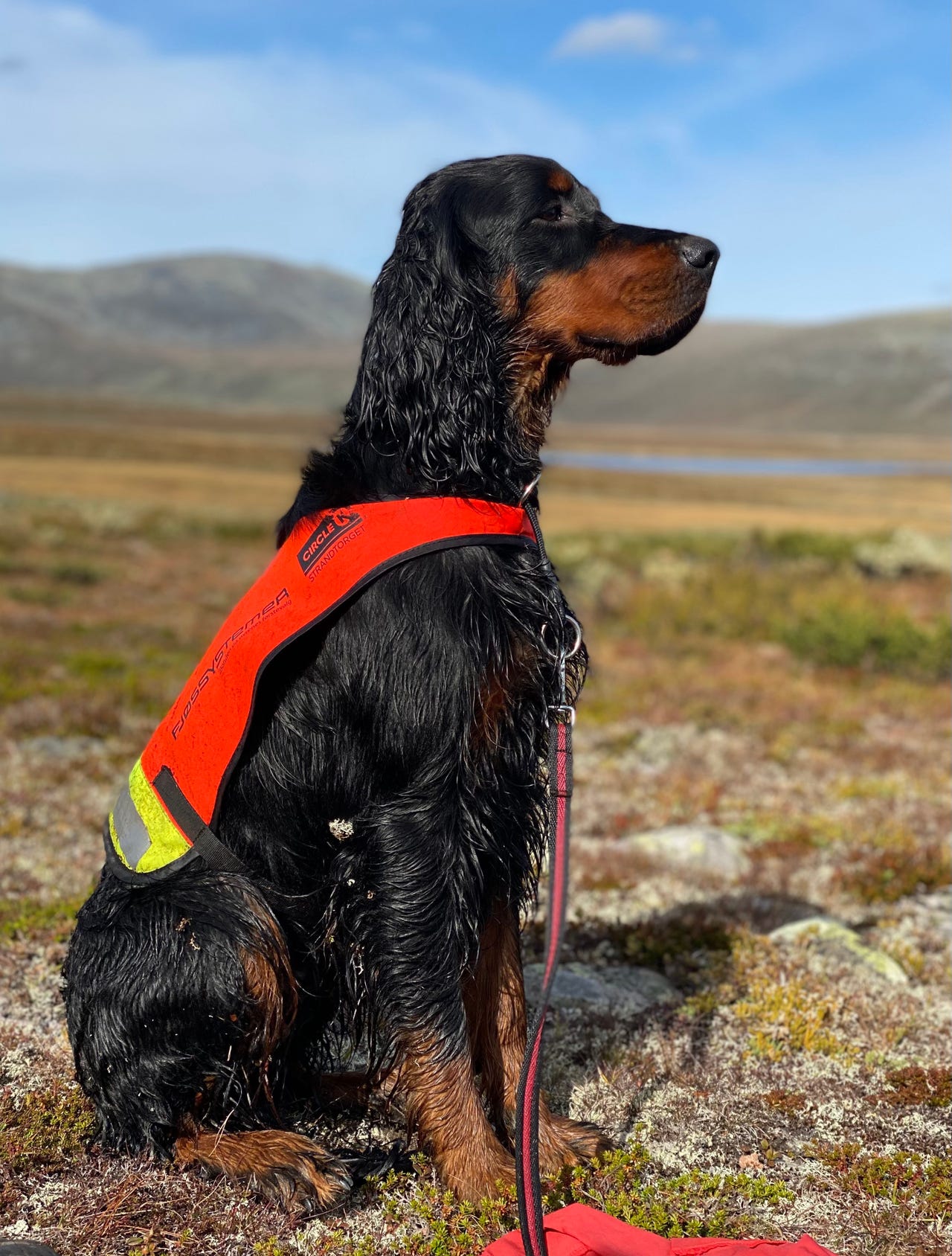 Gordon setter