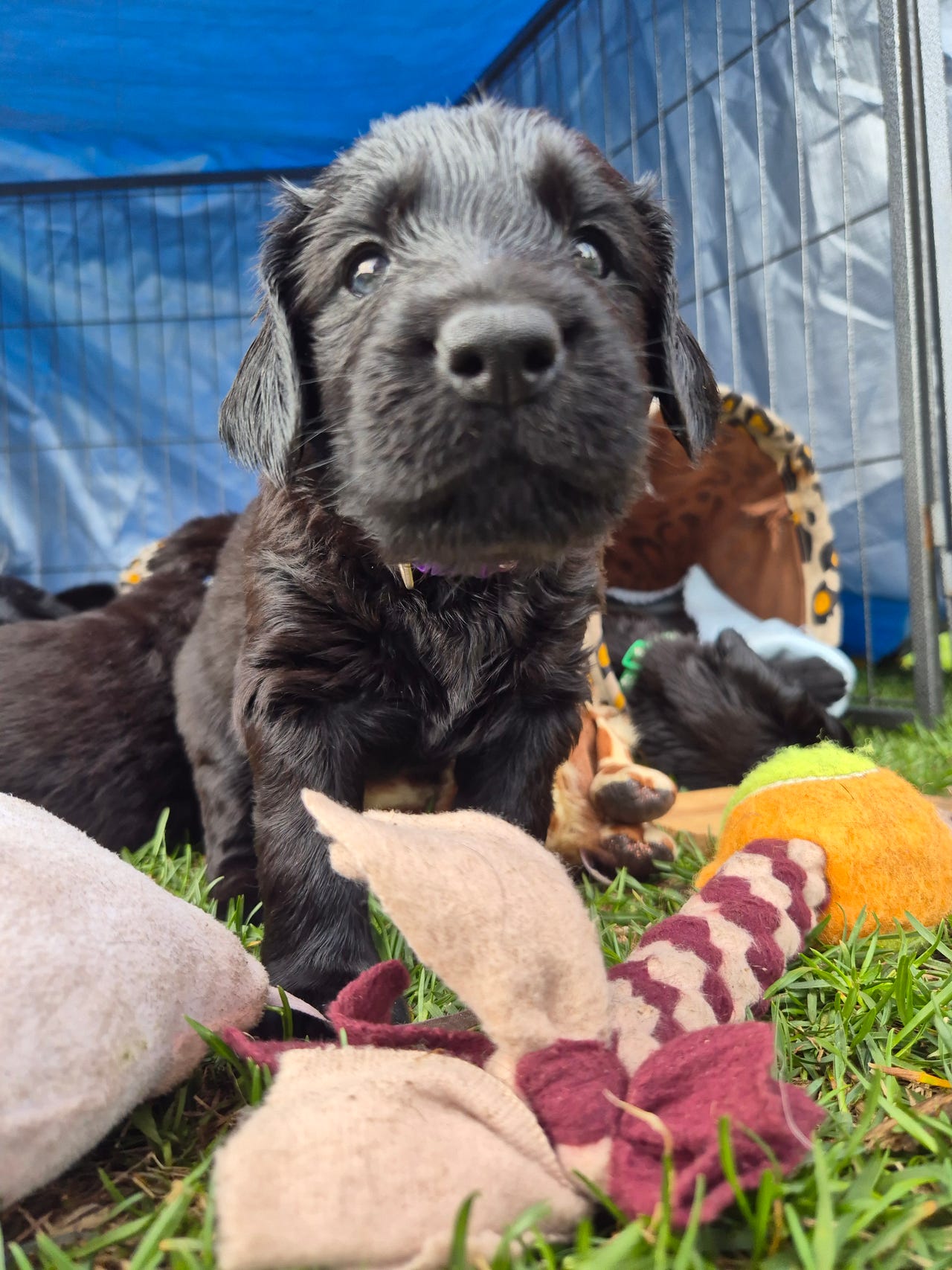 Flat coated retriever