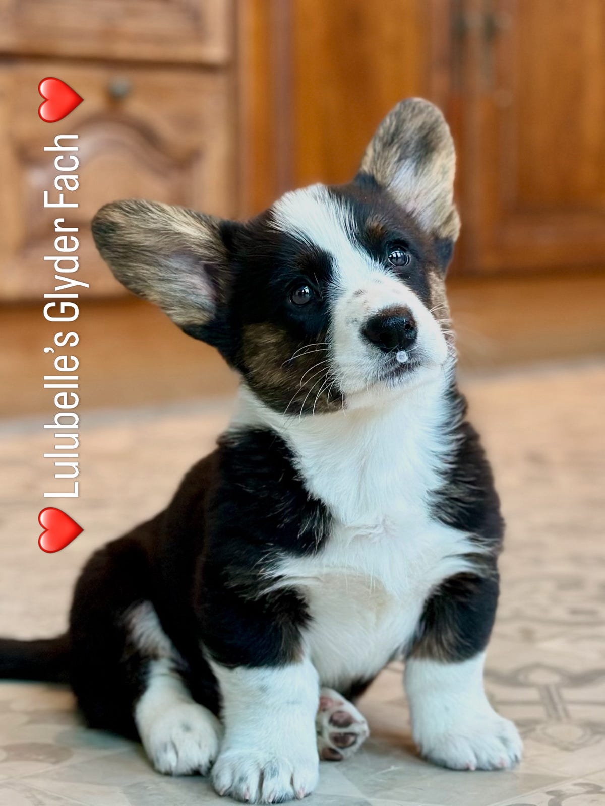 Welsh corgi cardigan